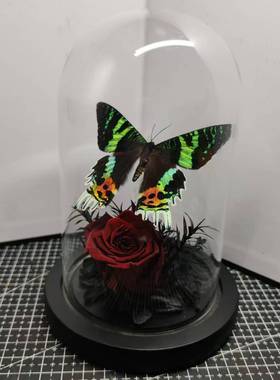 金燕蛾太阳蛾标本小众手工收藏礼物真蝴蝶艺术玻璃罩红玫瑰花摆件