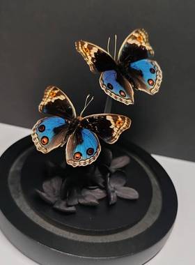 翠蓝眼蛱蝶真蝴蝶标本玻璃罩摆件手工生日礼物干花永生花暗黑玫瑰