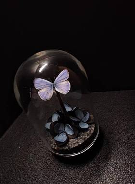 紫灰蝶标本玻璃罩迷你飞行的宝石小众收藏礼物艺术小灰真蝴蝶摆件