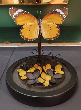 金斑蝶真蝴蝶标本干花艺术玻璃罩桌面摆件手工生日收藏礼物