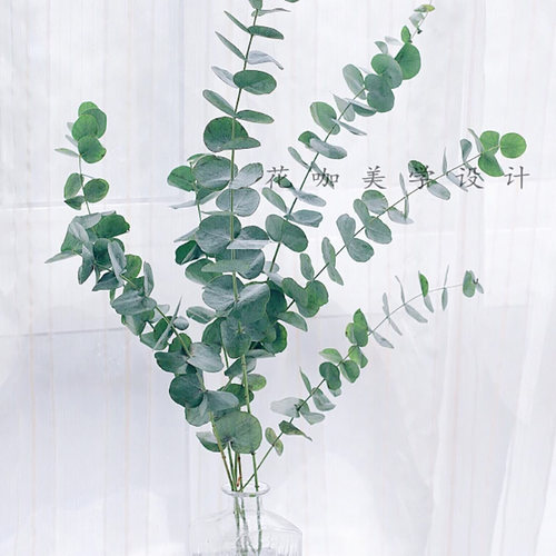 尤加利盆栽小苗多花桉苹果桉小圆叶尤加利蓝宝贝 - 图2