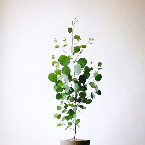 尤加利盆栽小苗多花桉苹果桉小圆叶尤加利蓝宝贝 - 图3