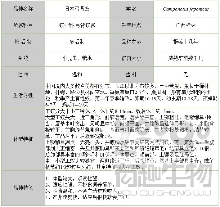 蚂蚁活体 日本弓背蚁 蚂蚁工坊与城堡专用 工蚁与兵蚁混合含蚁后 - 图1