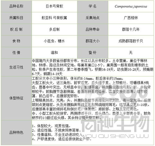 蚂蚁活体 日本弓背蚁 蚂蚁工坊与城堡专用 工蚁与兵蚁混合含蚁后 - 图1