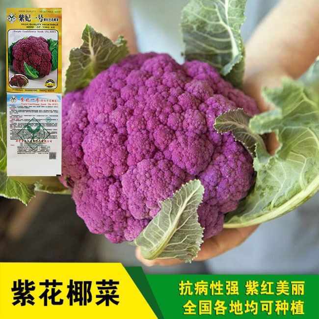 田园花菜 新人首单立减十元 22年2月 淘宝海外