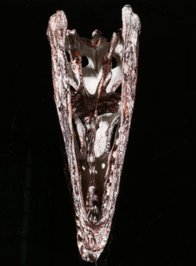 骷髅头恐龙橱窗道具树脂工艺品