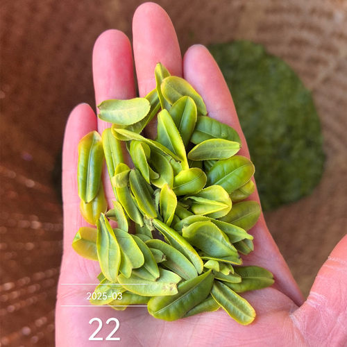 2026开园一号明前六安瓜片齐山新茶绿茶兰香茶叶春茶礼品源头麻埠 - 图0