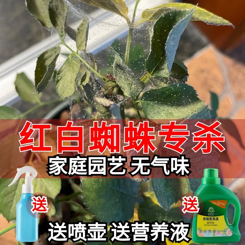 白红蜘蛛专用药杀虫剂除虫月季花常用药茉莉玫瑰草莓花卉植物家用 - 图2