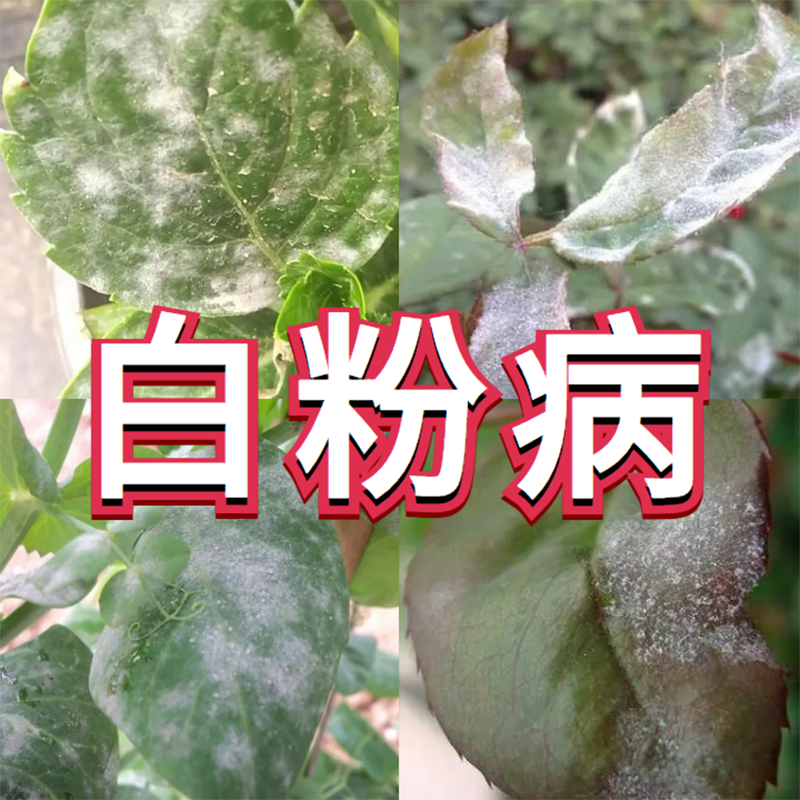 月季白粉病黑斑点落叶病专用药兰花花卉植物多肉多菌灵杀菌剂花药 - 图2