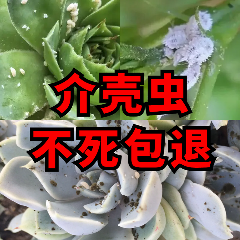 多肉介壳虫蚧壳虫专用药杀虫剂幸福树兰花蚧必治花卉植物除虫喷雾-图1