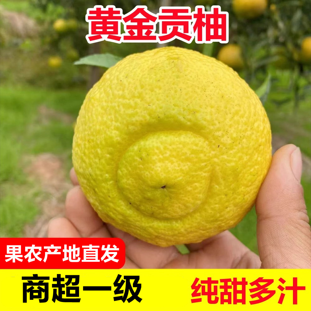 正宗怀化洪江黄金贡柚春香桔柚象山青新鲜甜柚湖南雪峰山特大果,淘宝优惠券,粉丝福利购,淘宝优惠卷