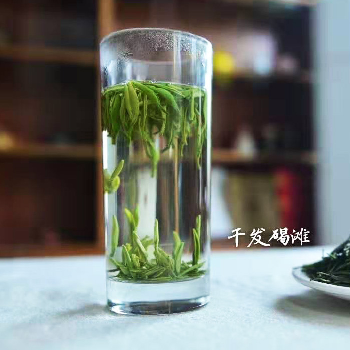 2023年新茶毛尖王 沅陵碣滩茶 湘西干发茶叶 湖南潇湘茶 千年贡茶