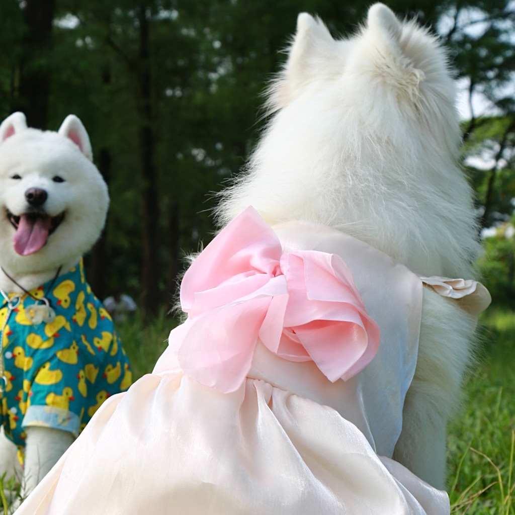 宠物大狗狗连身裙中大型犬礼裙萨摩耶金毛拉布拉多休闲服饰,淘宝优惠券,粉丝福利购,淘宝优惠卷