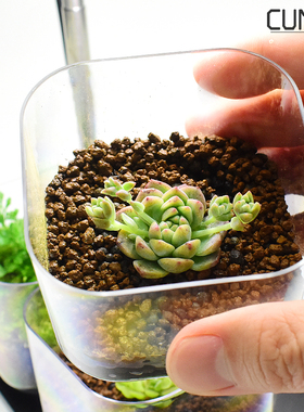 多肉食虫植物透明塑料小花盆绿植微景观养殖捕虫堇狼尾蕨茅膏菜