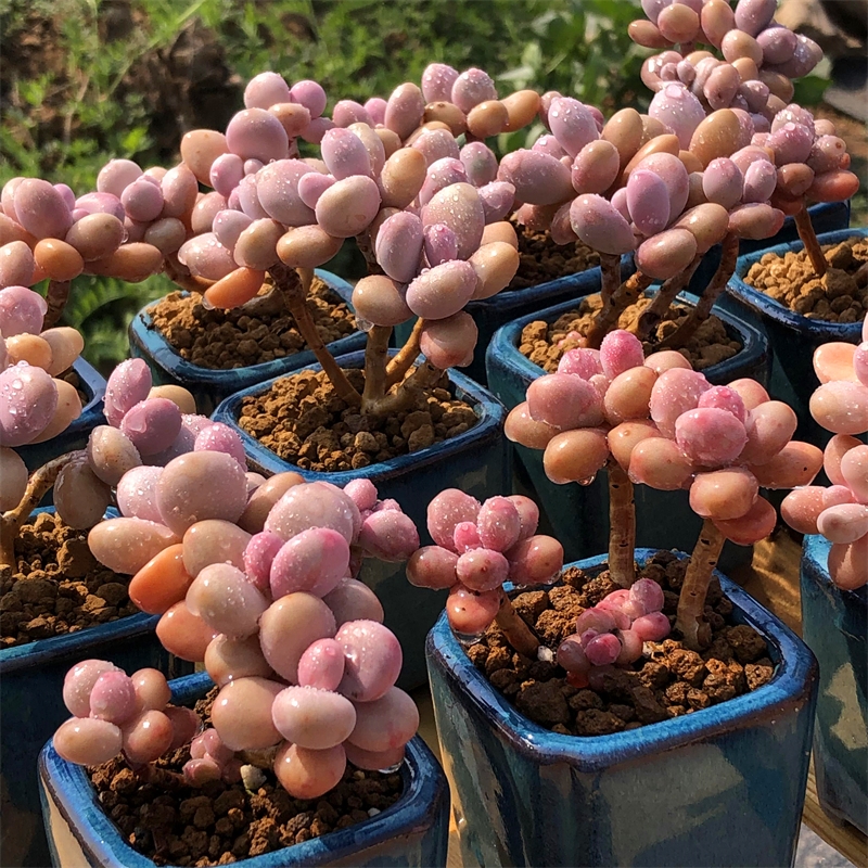丸叶亚美桃蛋 多头群生老桩 精品多肉植物桃之卵粉糖果冻色组合花,淘宝优惠券,粉丝福利购,淘宝优惠卷