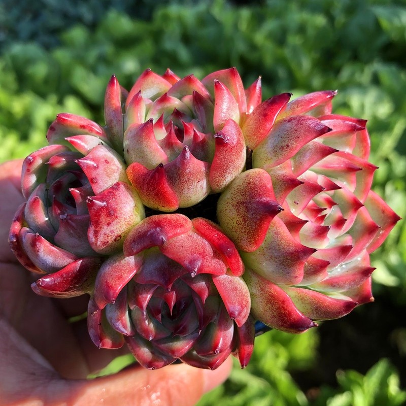 吉娃娃 水蜜桃 多肉植物 办公室内桌面肉肉小盆景盆栽花卉组合,淘宝优惠券,粉丝福利购,淘宝优惠卷