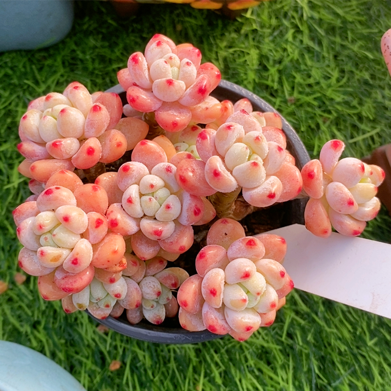 劳尔 多头群生老桩 有香味的多肉植物 罗琦果冻色 控养 花卉盆栽,淘宝优惠券,粉丝福利购,淘宝优惠卷