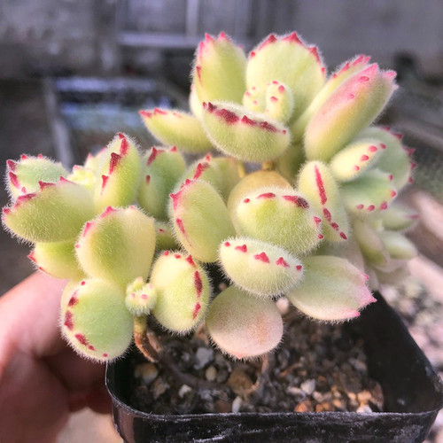 熊童子 白熊老桩绿熊 多肉植物胭脂熊多头群生黄熊掌爪超大盆栽 - 图0