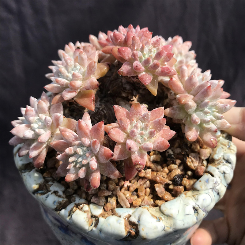 白菊 多头群生老桩多肉植物仙女杯属木质造型桩花卉盆栽稀有精品,淘宝优惠券,粉丝福利购,淘宝优惠卷