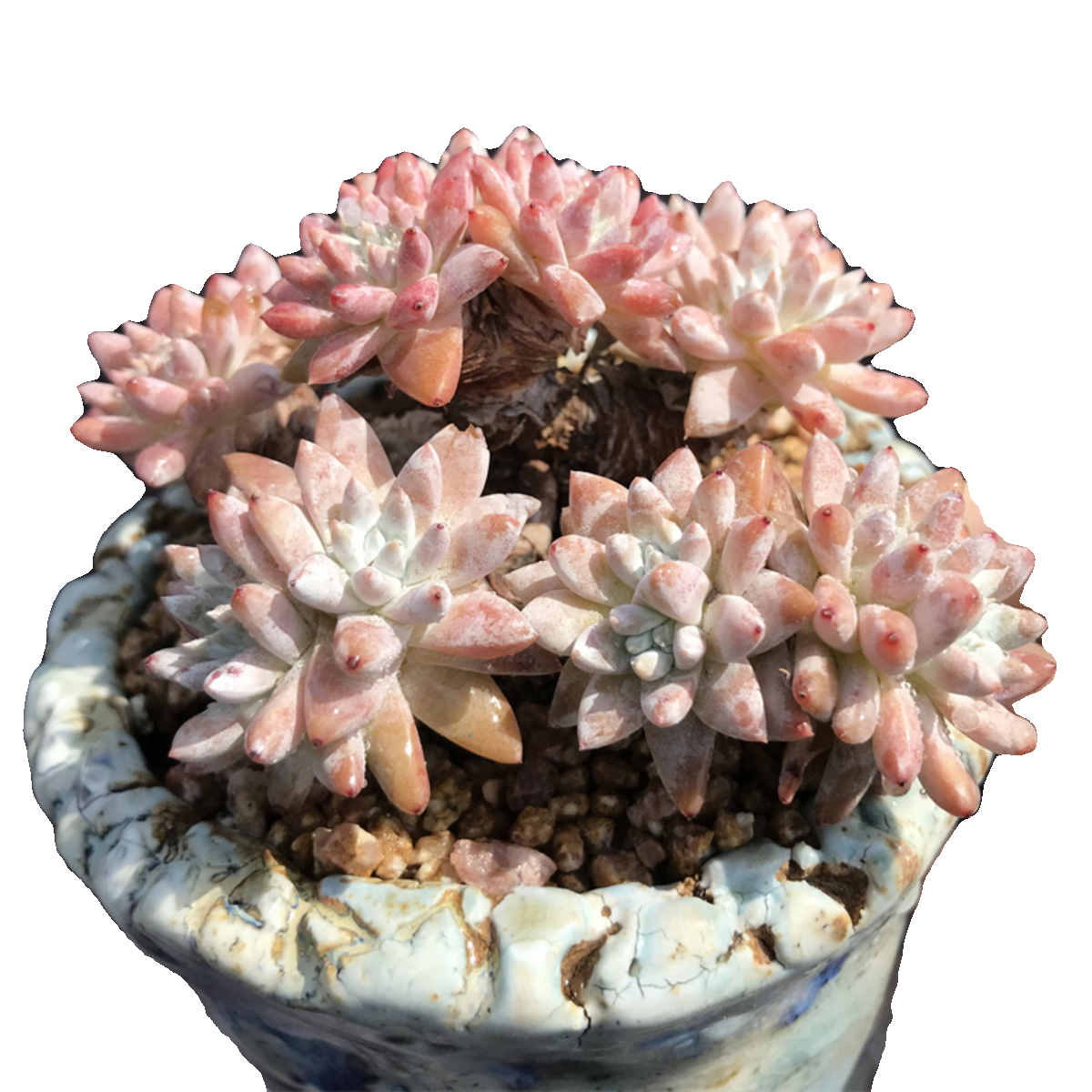 白菊 多头群生老桩多肉植物仙女杯属木质造型桩花卉盆栽稀有精品,淘宝优惠券,粉丝福利购,淘宝优惠卷