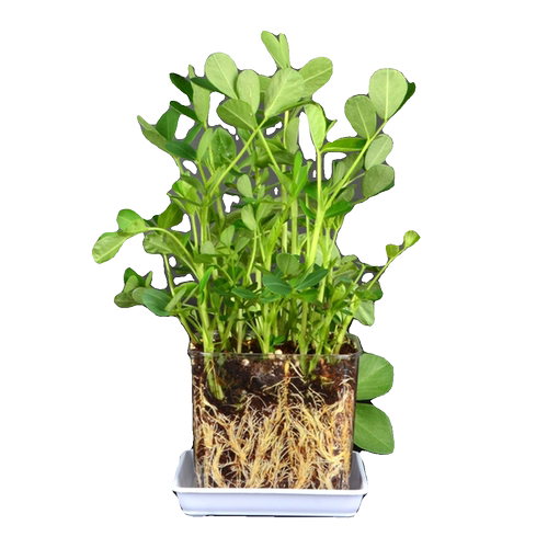 土培水培花生种子水生盆栽苗幼儿园小学生观察日记根系实验植物角 - 图3