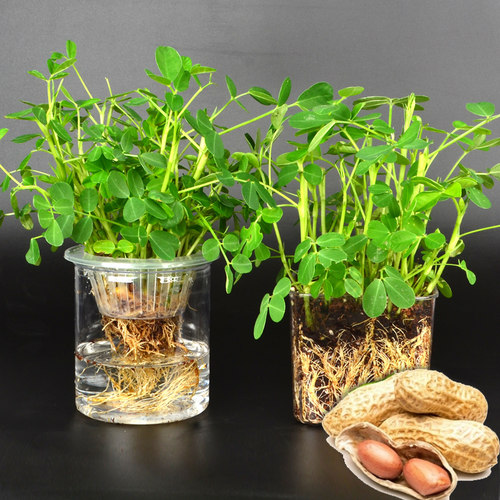 土培水培花生种子水生盆栽苗幼儿园小学生观察日记根系实验植物角 - 图0