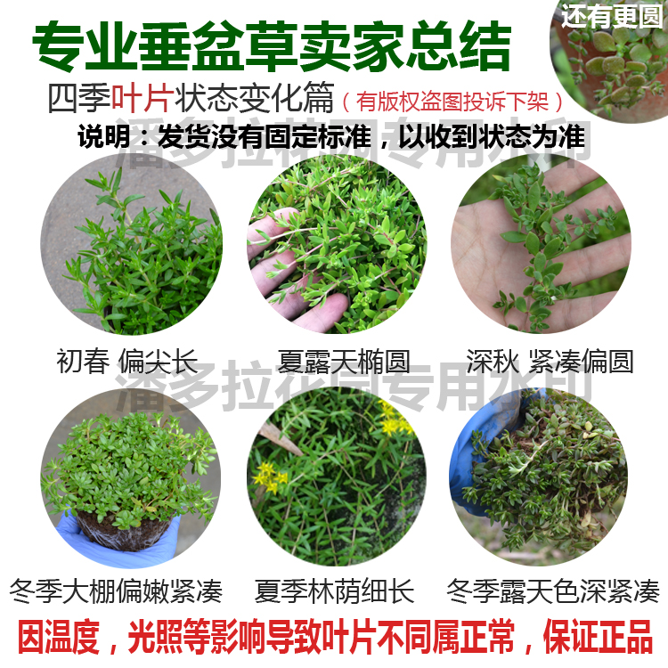 正宗垂盆草盆栽食用中药材养肝护肝药用绿植阳台室内植物-图2