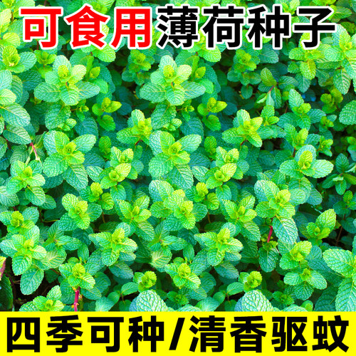 食用薄荷种子苗盆栽香草秧苗柠檬四季阳台种籽孑绿植留兰香驱蚊草 - 图3