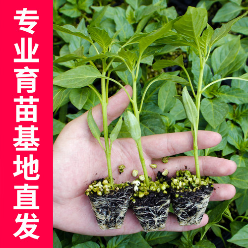 甜椒种子苗青椒种籽孑各种辣椒彩椒蔬菜夏四季籽种大全高产菜苗秧 - 图0
