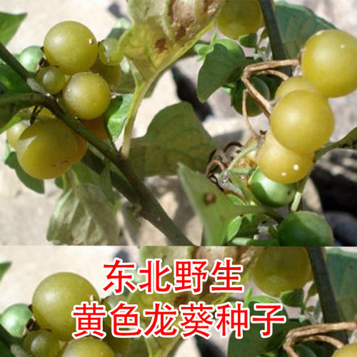 龙葵种籽东北黑天天紫黑黝黝悠悠龙葵果种四季高产阳台草子龙葵籽 - 图2