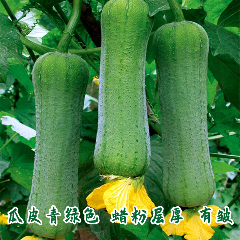 肉丝瓜种子种籽苗特大高产苹果丝瓜香丝瓜耐寒籽种四季蔬菜种子孑,淘宝优惠券,粉丝福利购,淘宝优惠卷