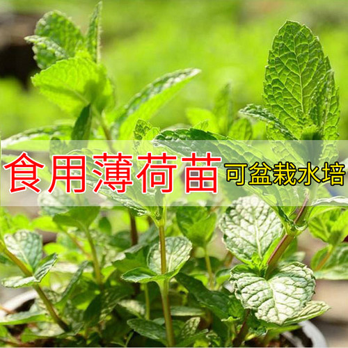 食用薄荷种子苗盆栽香草秧苗柠檬四季阳台种籽孑绿植留兰香驱蚊草 - 图2