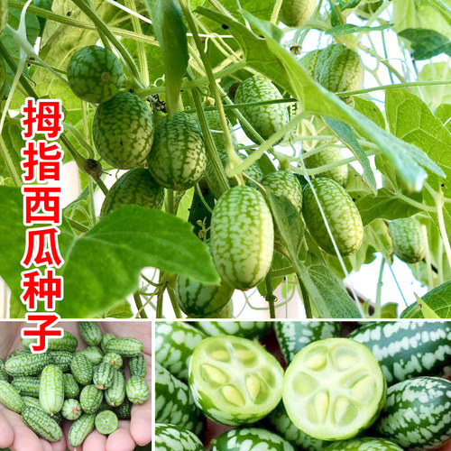 拇指西瓜种籽苗迷你小种子春季菜苗阳台盆栽水果四季蔬菜孑子秧苗 - 图2