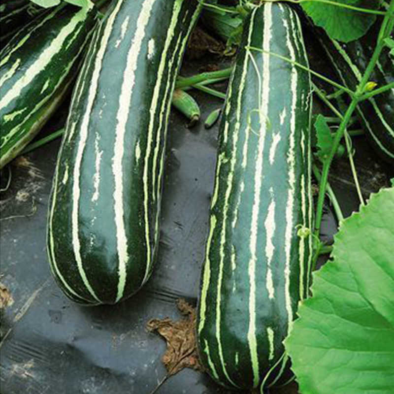 花皮烧瓜爽口菜瓜种子脆瓜甜脆嫩稍瓜孑四季春季蔬菜酥梢水果种籽,淘宝优惠券,粉丝福利购,淘宝优惠卷