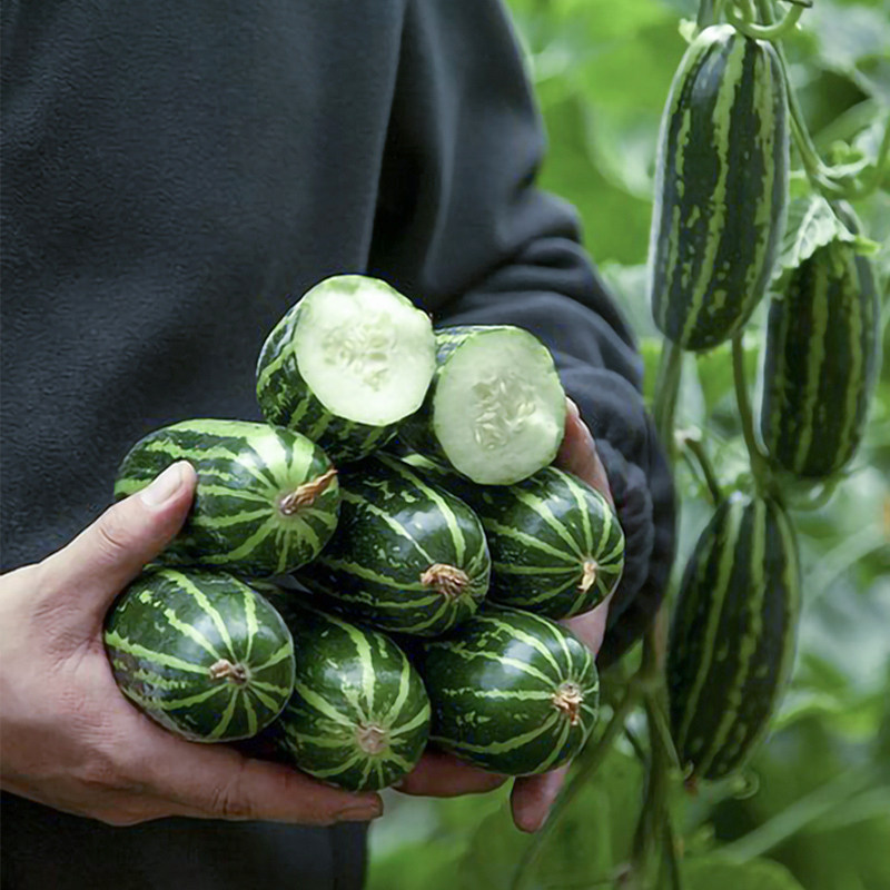 花皮烧瓜爽口菜瓜种子脆瓜甜脆嫩稍瓜孑四季春季蔬菜酥梢水果种籽,淘宝优惠券,粉丝福利购,淘宝优惠卷
