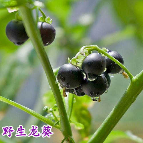 龙葵种籽东北黑天天紫黑黝黝悠悠龙葵果种四季高产阳台草子龙葵籽 - 图1