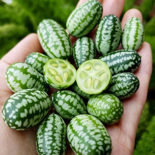 拇指西瓜种籽苗迷你小种子春季菜苗阳台盆栽水果四季蔬菜孑子秧苗 - 图3
