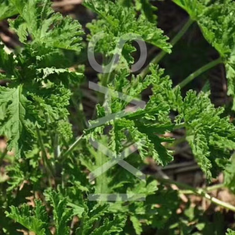 云南玫瑰天竺葵纯露天然保湿剂平衡出油中性混油皮适用-图0