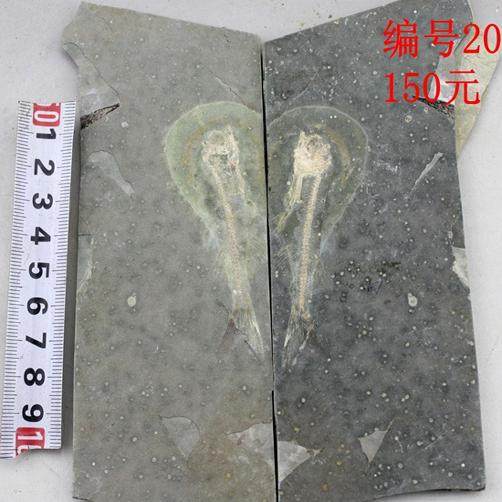 古生物狼鳍鱼化石对开朝阳化石博物馆科普标本三叶虫植物假一赔十,淘宝优惠券,粉丝福利购,淘宝优惠卷