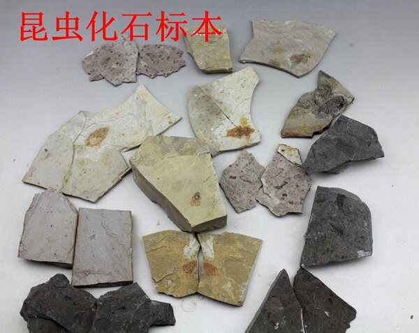 昆虫化石古生物标本科普标本辽西朝阳天然奇石化石原石稀有对开蚊,淘宝优惠券,粉丝福利购,淘宝优惠卷