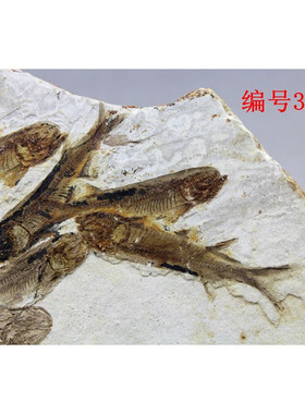 狼鳍鱼情侣鱼古生物化石侏罗纪