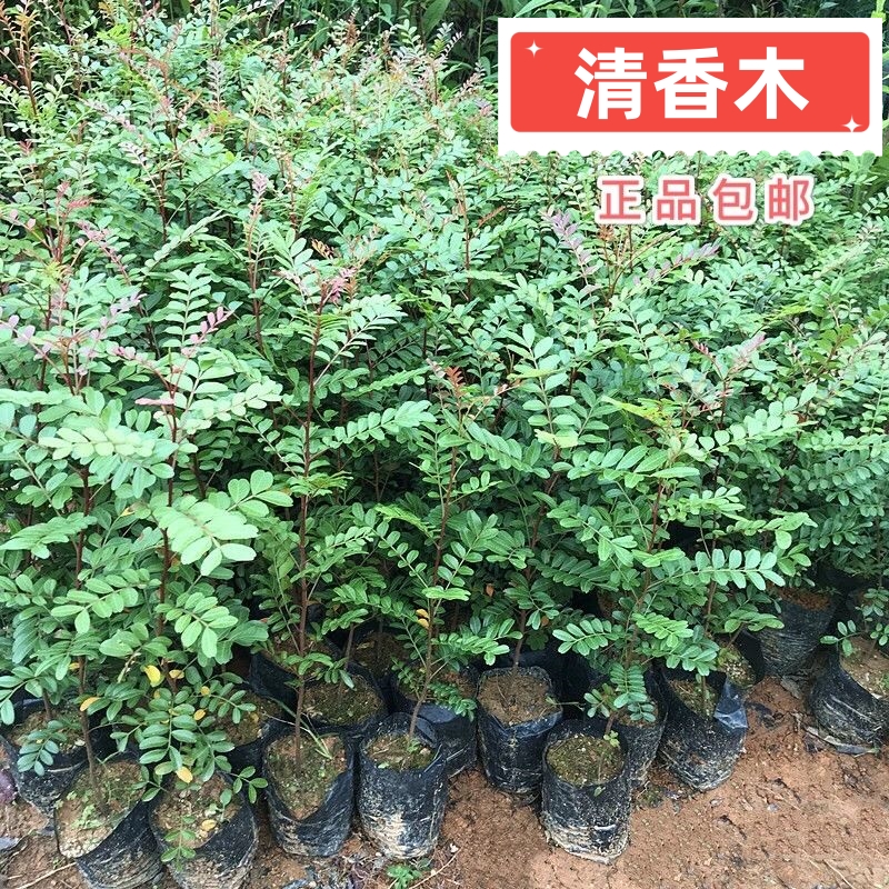 云南正宗红芽清香木树苗四季常青清香木盆栽清新阳台驱蚊耐寒植物 - 图1