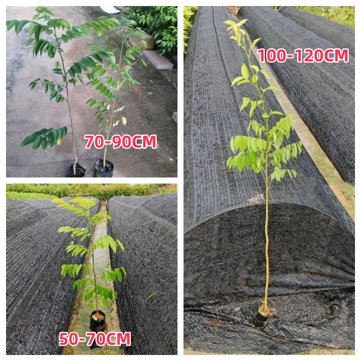 名贵苗木海南黄花梨树苗正宗珍贵植物黄花梨木小苗盆栽降香黄檀-图1