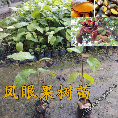 凤眼果树苗真苹婆九层皮树苗常绿庭院盆栽地栽南方北方行道树种植 - 图2