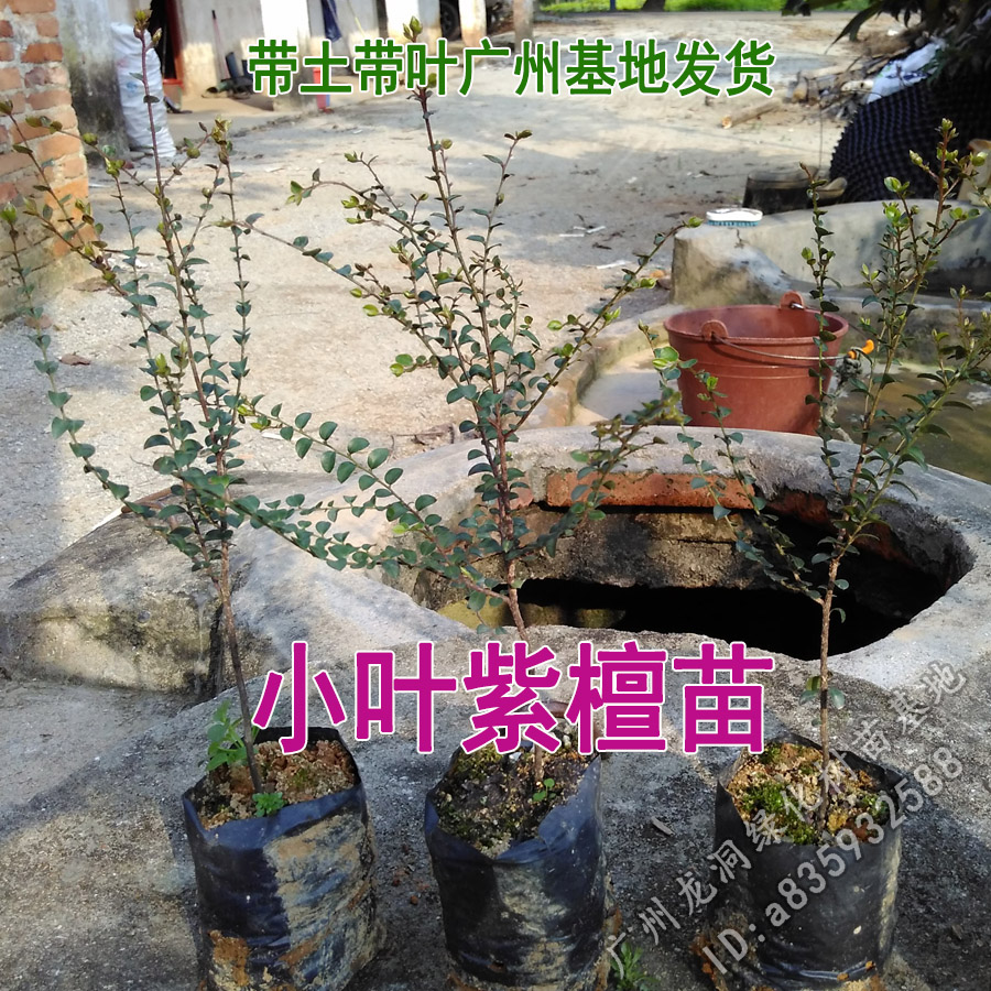 名贵苗木金丝楠木树苗正宗奇楠沉香苗珍稀小叶紫檀海南黄花梨苗 - 图0