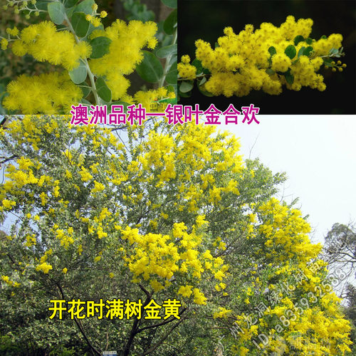 澳洲观叶品种银叶金合欢开花进口合欢树苗盆栽地栽阳台庭院植物 - 图3