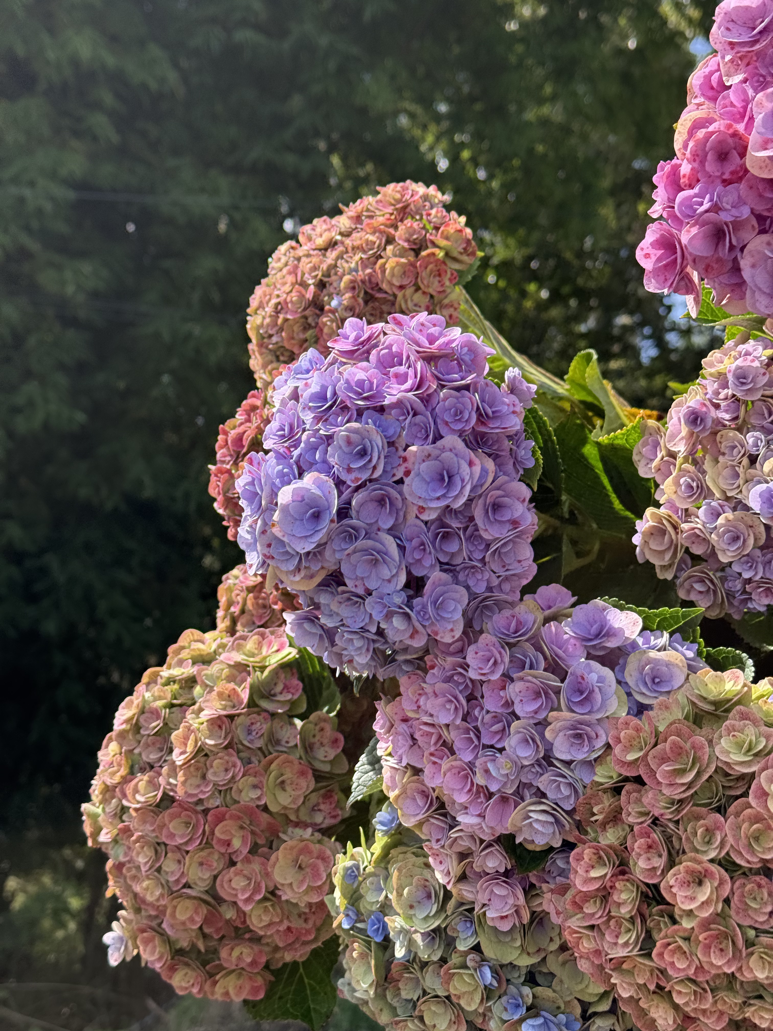 晚秋 重瓣绣球云南昆明基地直发,淘宝优惠券,粉丝福利购,淘宝优惠卷