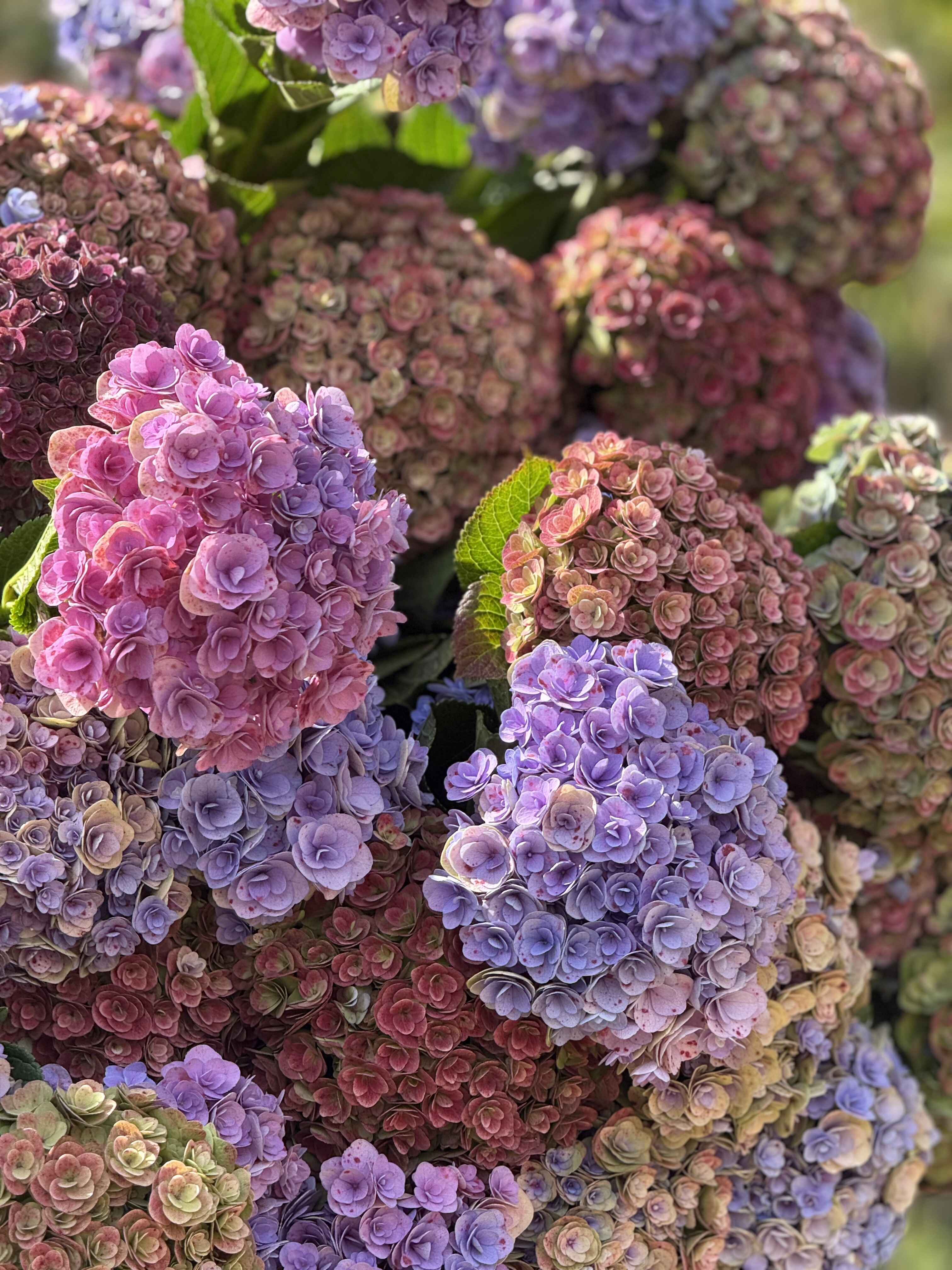 晚秋 重瓣绣球云南昆明基地直发,淘宝优惠券,粉丝福利购,淘宝优惠卷