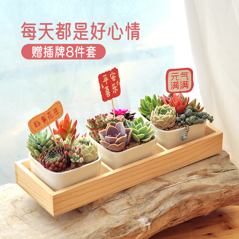 多肉小盆栽办公桌绿植肉肉植物带盆室内花卉盆栽好养教师节礼物,淘宝优惠券,粉丝福利购,淘宝优惠卷