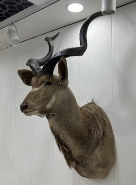 扭角林羚真标本壁挂装饰动物标本